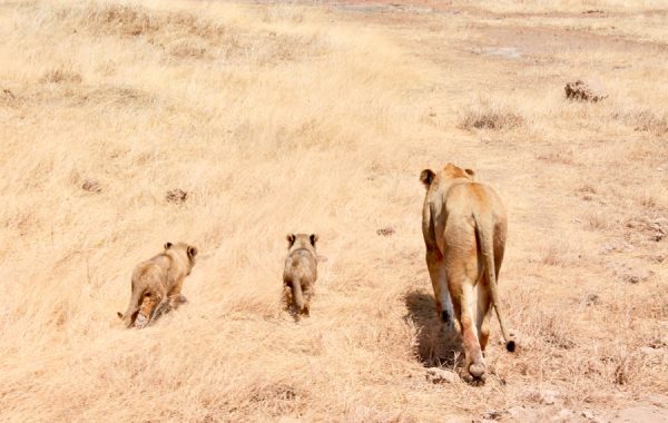 Are you looking for places to go on your birthday? Check out these wanderlust inspired Birthday vacation destinations from top travel bloggers. This blogger visited the Serengeti in Tanzania for her 30th Birthday. #birthday #Africa #Serengeti #Tanzania #traveltips #travelbloggers