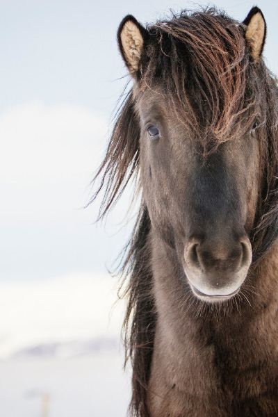 Brown Icelandic Horse In Snow