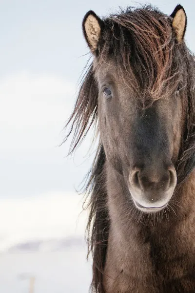 Brown Icelandic Horse In Snow