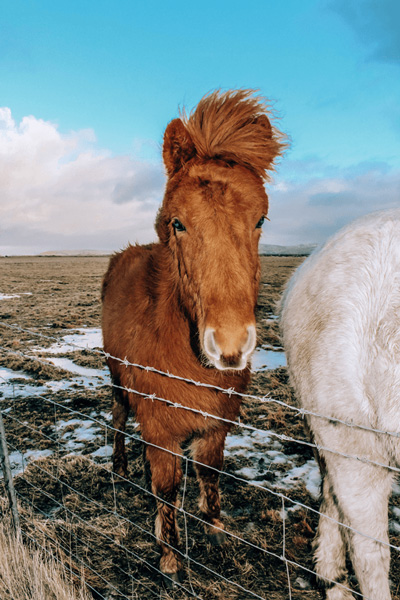 brown Icelandic horse in snowy but still green pasture with blue sky