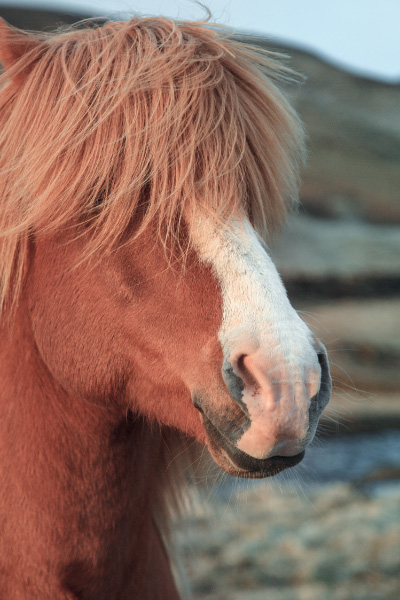 brown Icelandic horse