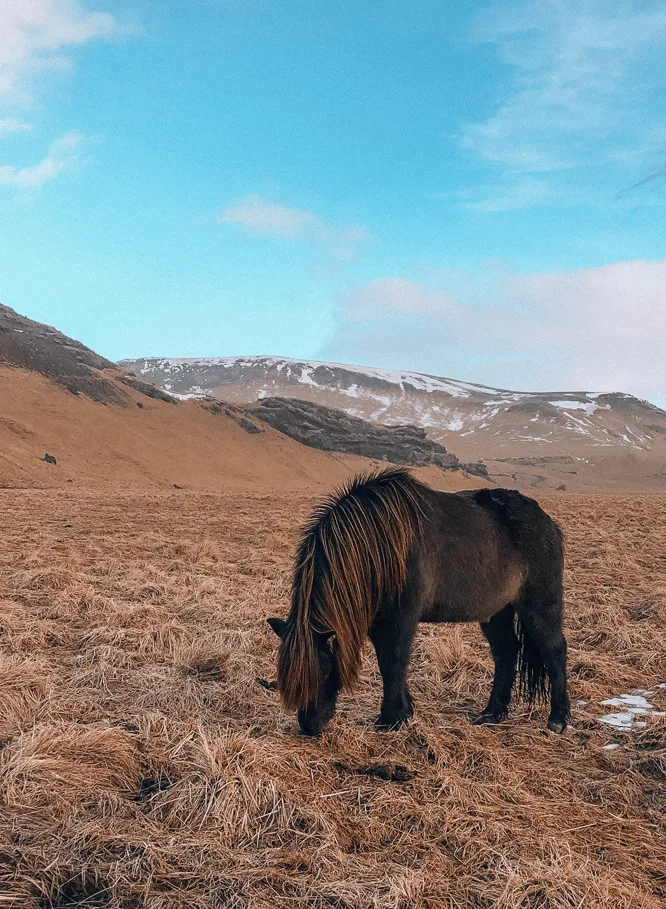 Visiting Iceland in the winter brown Icelandic horse