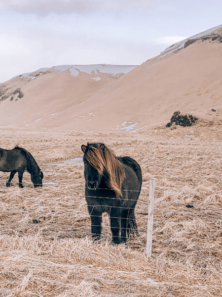 Selfoss brown Icelandic Horse