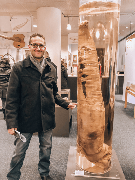 24 hours In Reykjavik Iceland Phallological Museum
