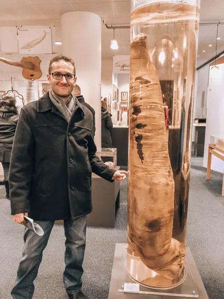24 hours In Reykjavik Iceland Phallological Museum