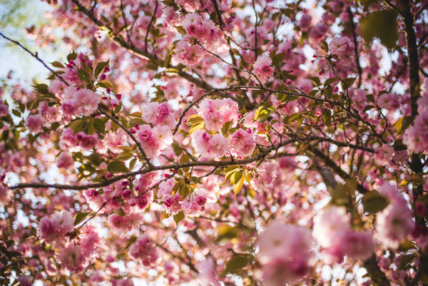 Living In Asheville Spring with pink flowers on bush branches