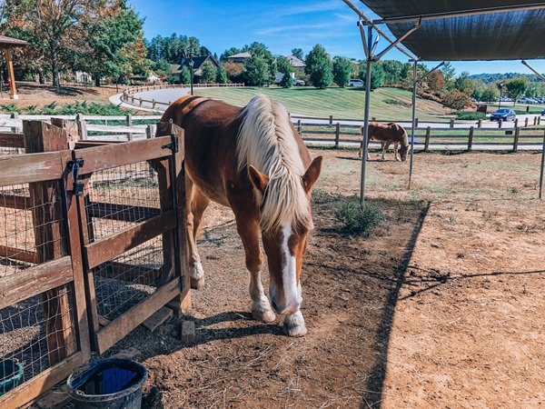 Biltmore Estate Farmyard horses