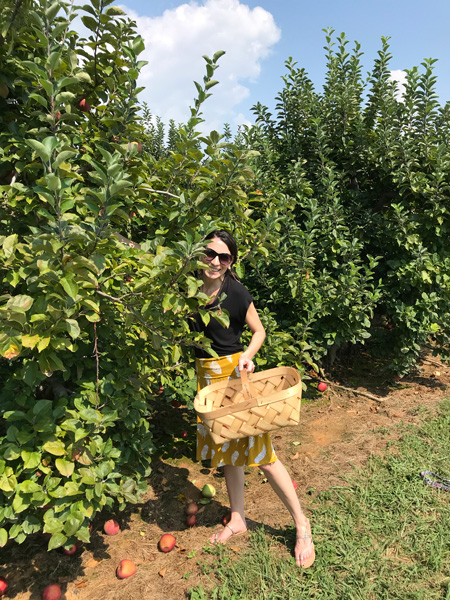 Christine apple picking at Stepp's Hillcrest Orchard