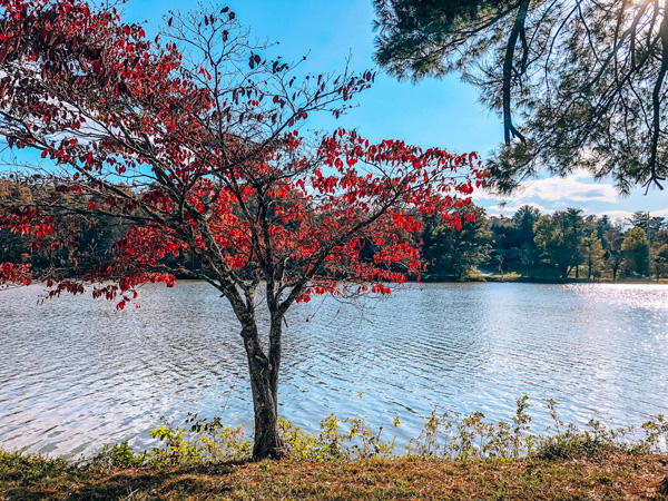Asheville's Beaver Lake
