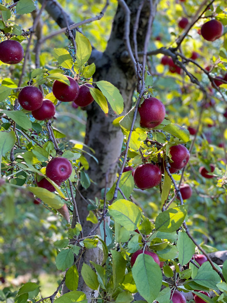Apple tree at Coston Farm
