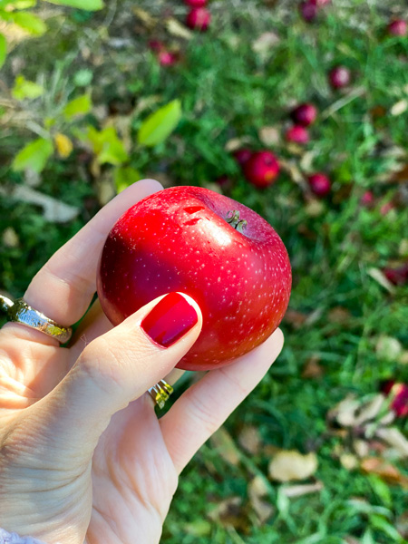 Coston Farm red apple