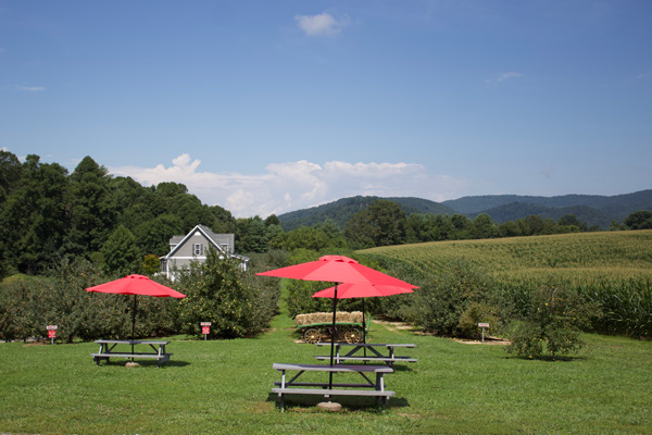 Grandad's Apple Orchard
