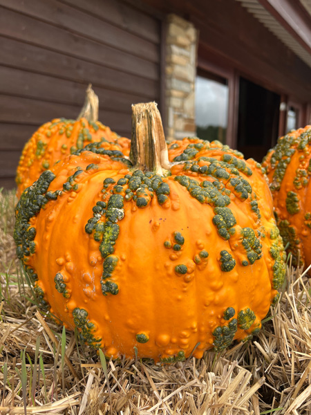 Warted pumpkin at Jeter Mountain Farm