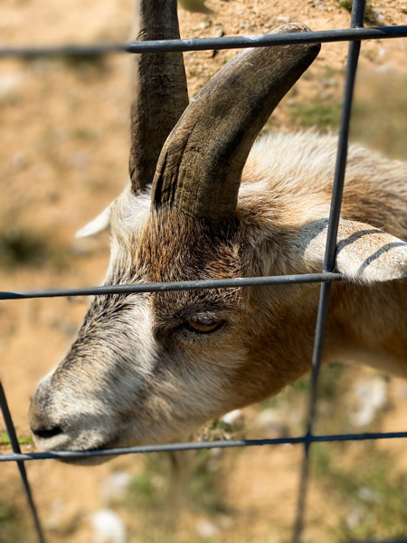Sky Top Orchard Goat