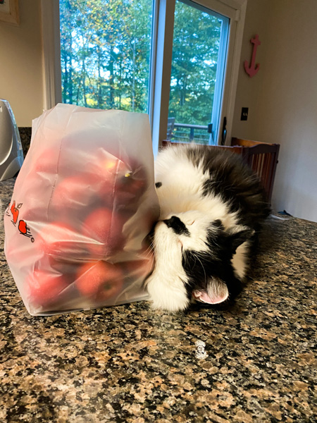 Cat with bag of apples