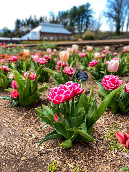 Biltmore Conservatory and Walled Garden