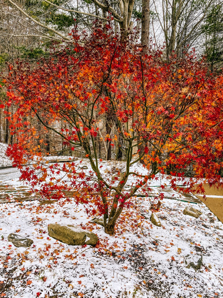 Living In Asheville Winter Snow with red fall bush surrounded by light dusting of snow