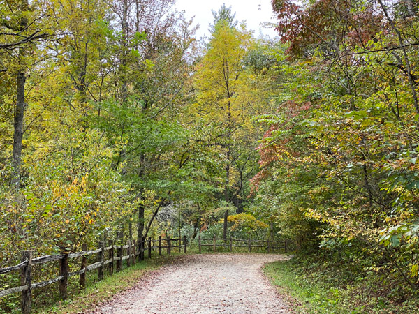 Trail in forest at The NC Arboretum