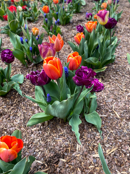 Biltmore Blooms