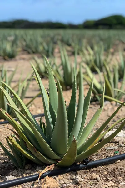 Aloe in Aruba with image of aloe plants in rows in dirt with one zoomed in on