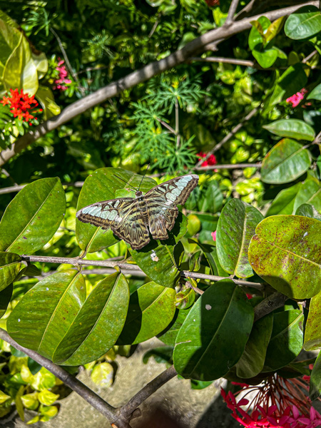 Aruba Butterfly Farm with greenish gray and blue butterfly on green flowering leaves
