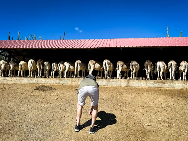 Aruba Donkey Sanctuary with white man bent over to mimic the row of donkey butts in front of him