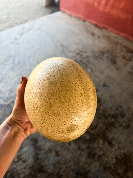 Aruba Ostrich Farm with a white hand holding a large ostrich egg