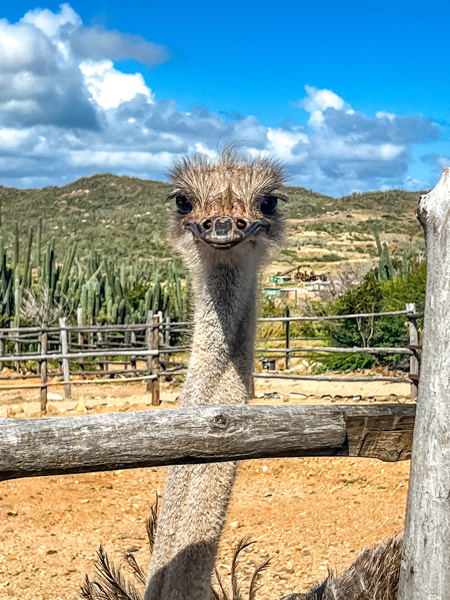 Aruba Ostrich Farm with gray necked ostrich looking over the fence with beak and eyelashes