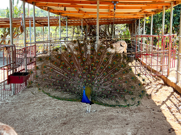 Donkey Sanctuary in Aruba blue peacock with open feathers in donkey stall
