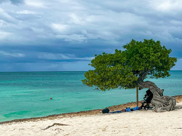 Fofoti Trees at Eagle Beach in Aruba with twisting brown tree stump coming out of sand and green mangrove top with beach blankets underneath in front of bright blue water