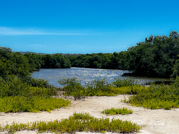Spanish Lagoon in Aruba with dirt pathway leading up to blue hued lagoon surrounded by trees with blue sky