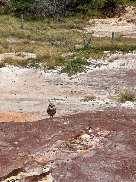 Spanish Lagoon Shoco which is a local burrowing owl that is small and brown standing on pinkish red mud in wild