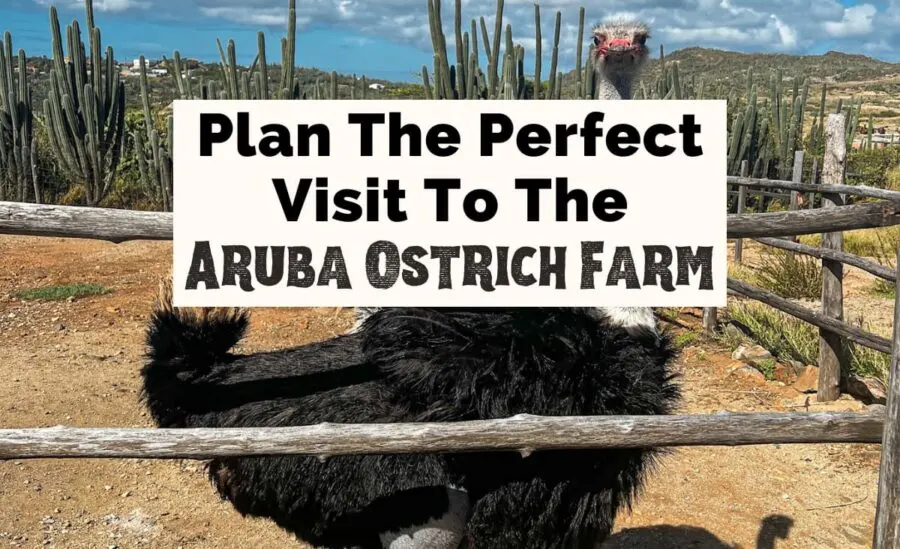 Plan the perfect visit to the Aruba Ostrich Farm featured photo with an image of an ostrich with a grey head, orange beak, and brown feathers behind a fence