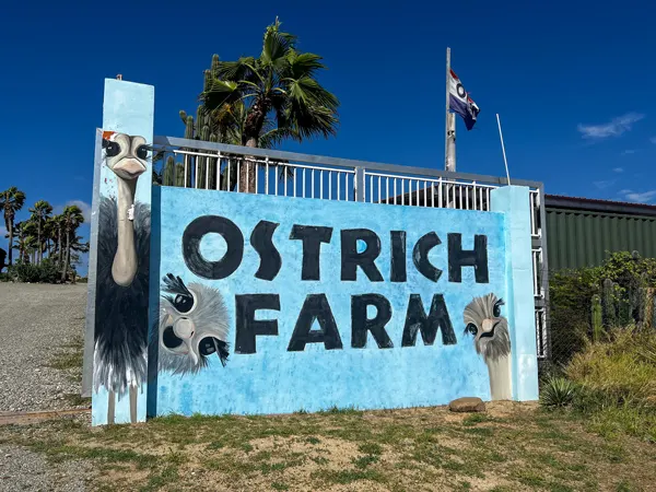Aruba Ostrich Farm Mural with grey necked ostrich with black feathers and two more ostrich faces around sign that says Ostrich Farm