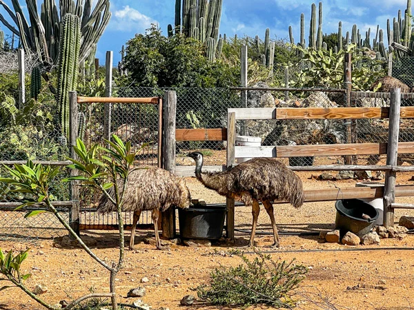 Aruba Ostrich Farm with two emus in fenced in area drinking from a bucket