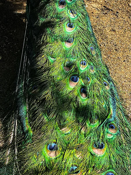 Aruba Ostrich Farm peacock tail with green feathers and blue eye pattern