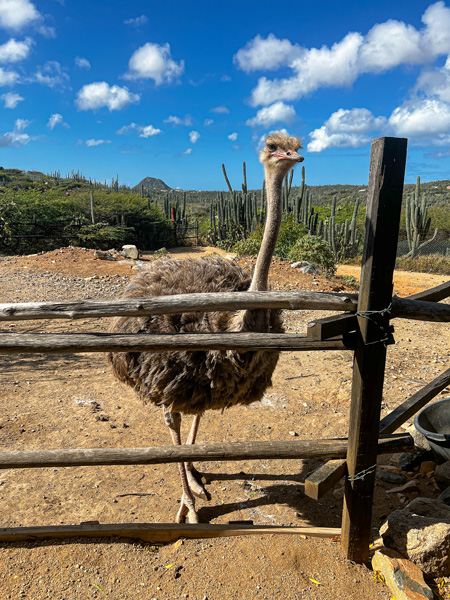 Baby ostrich with all brown body and orange beak behind wooden fence at the Aruba Ostrich Farm