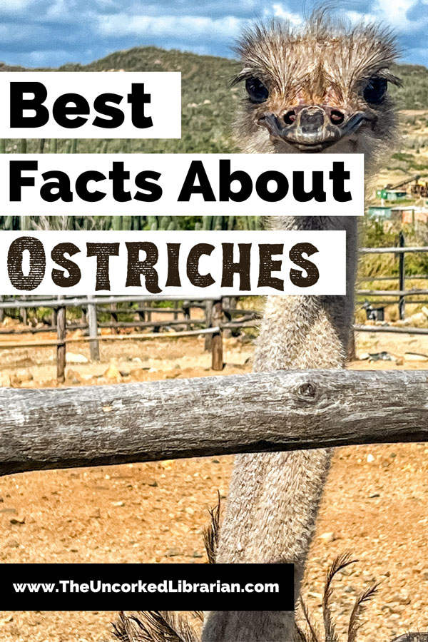 Best facts About Ostriches Pinterest Pin with image of grey ostrich behind a wooden fence