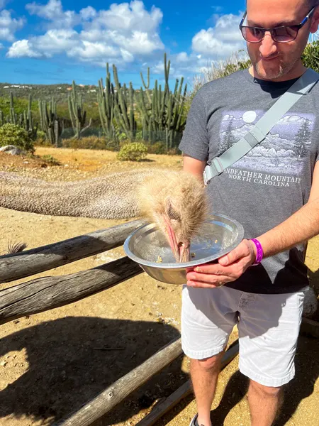 White brunette male in shorts, tshirt, and sunglasses feeding an ostrich from tin bowl at Aruba Ostrich Farm