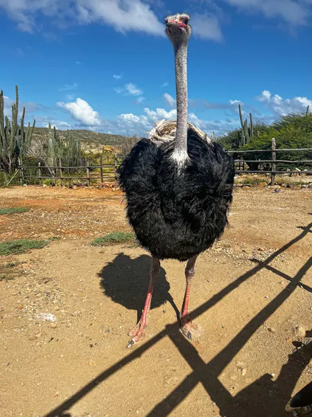 Large Ostrich with grey neck and brown feathers at Aruba Ostrich Farm