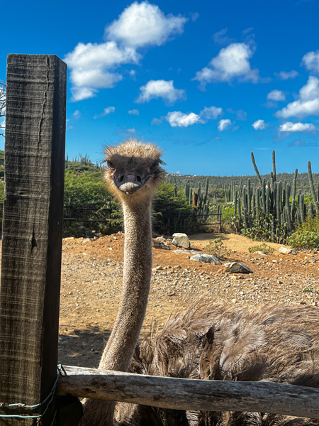 Ostrich Enclosure with tan ostrich neck looking over fence at Aruba Ostrich Farm