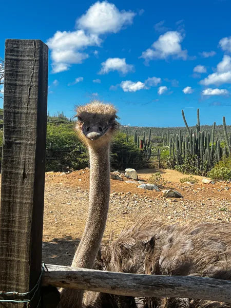 Ostrich Enclosure with tan ostrich neck looking over fence at Aruba Ostrich Farm
