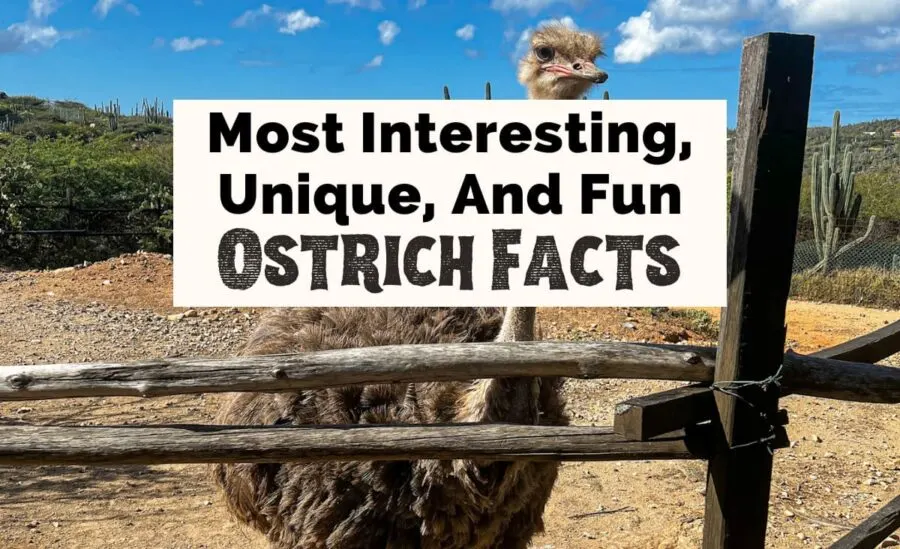 Most interesting, unique, and fun ostrich facts with image of brownish gray ostrich behind wooden fence