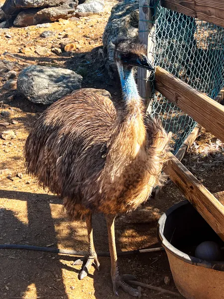 Ostrich Farm in Aruba with emu in wooden fenced in enclosure and emu has white neck and brown feathers
