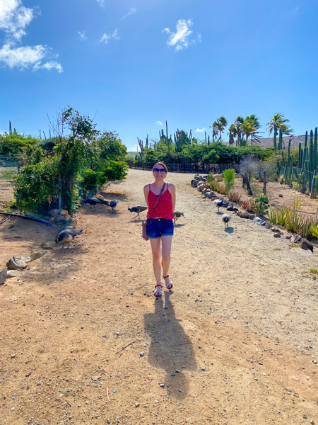 Ostrich Farm in Aruba with white brunette female in denim blue shorts, red thin strap shirt, sandals, and sunglasses walking down dirt path with peacocks