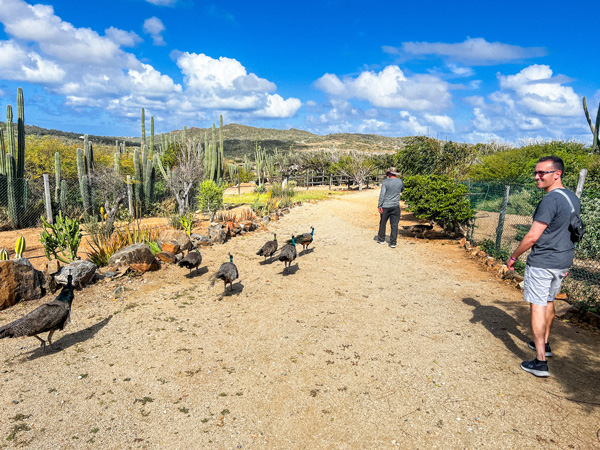 Ostrich Farm in Aruba guided tour with peacocks following a guide and a white brunette male in shorts, a tshirt, and sunglasses down dirt pathway