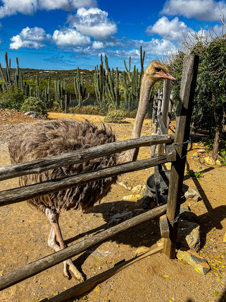 Ostrich Farm Aruba with brownish gray ostrich with orange beak and feet and cacti in the background