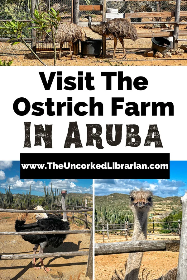 Visit The Ostrich Farm in Aruba Pinterest pin with image of two emus drinking water at top and two ostriches below looking at the camera
