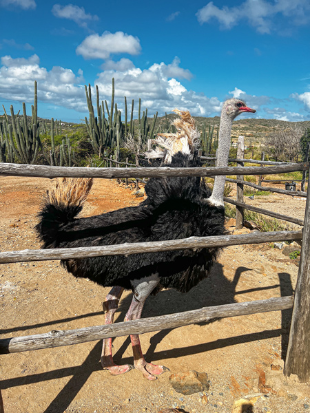 Ostrich Farm in Aruba with ostrich behind a fence with a gray neck and brown featherss