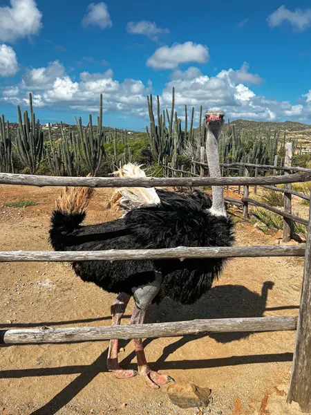 Ostrich with gray neck, brown feathers, and large orange feet at Aruba Ostrich Farm